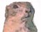 Let Loopy the ground hog take you to the site map