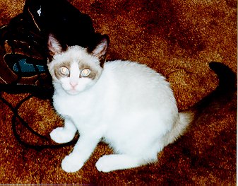 Picture